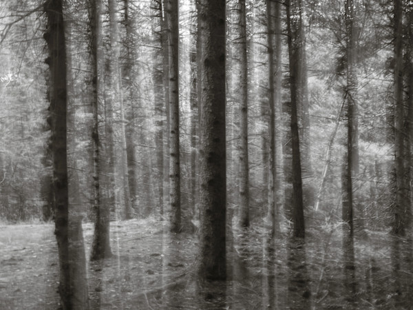 Hemlock forest by Kelly Sinclair
