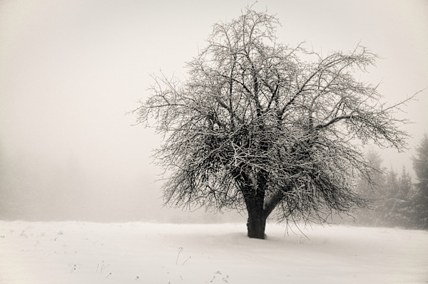 Winter Apple by Kelly Sinclair