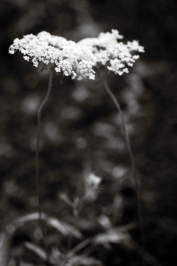 2 flowers by Kelly Sinclair