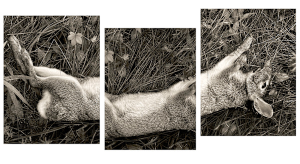 Rabbit triptych by Kelly Sinclair