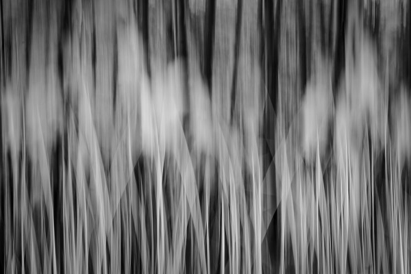 abstract reeds by Kelly Sinclair