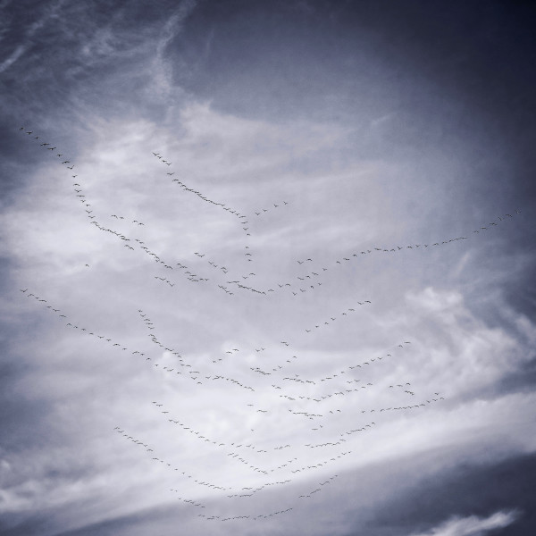 Geese over the Hudson River by Kelly Sinclair