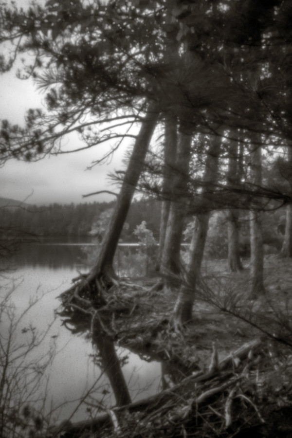 Cooper Lake pines III by Kelly Sinclair