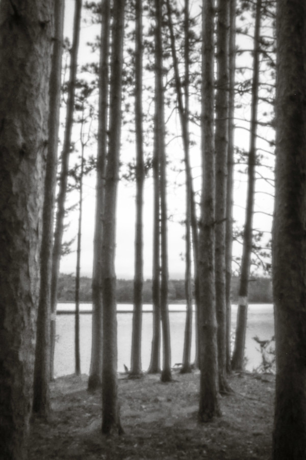 Cooper Lake pines by Kelly Sinclair