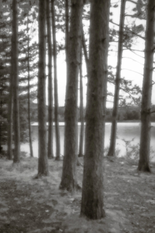 Cooper Lake pines II by Kelly Sinclair