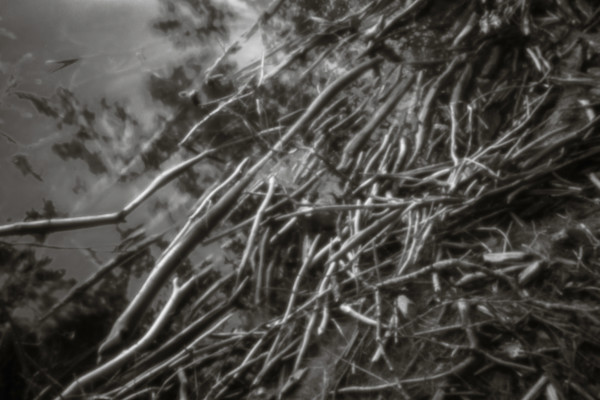 driftwood by Kelly Sinclair