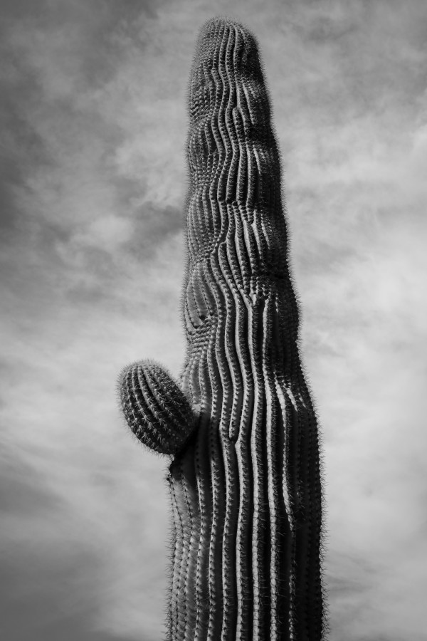 saguaro by Kelly Sinclair