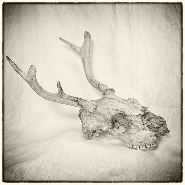 deer skull by Kelly Sinclair