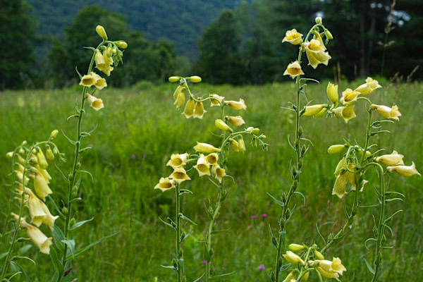 digitalis by Kelly Sinclair
