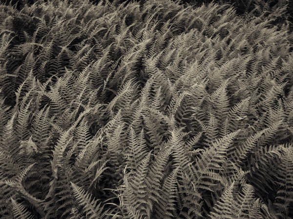 Hay scented ferns by Kelly Sinclair