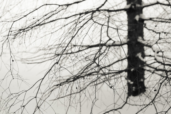winter hemlock by Kelly Sinclair