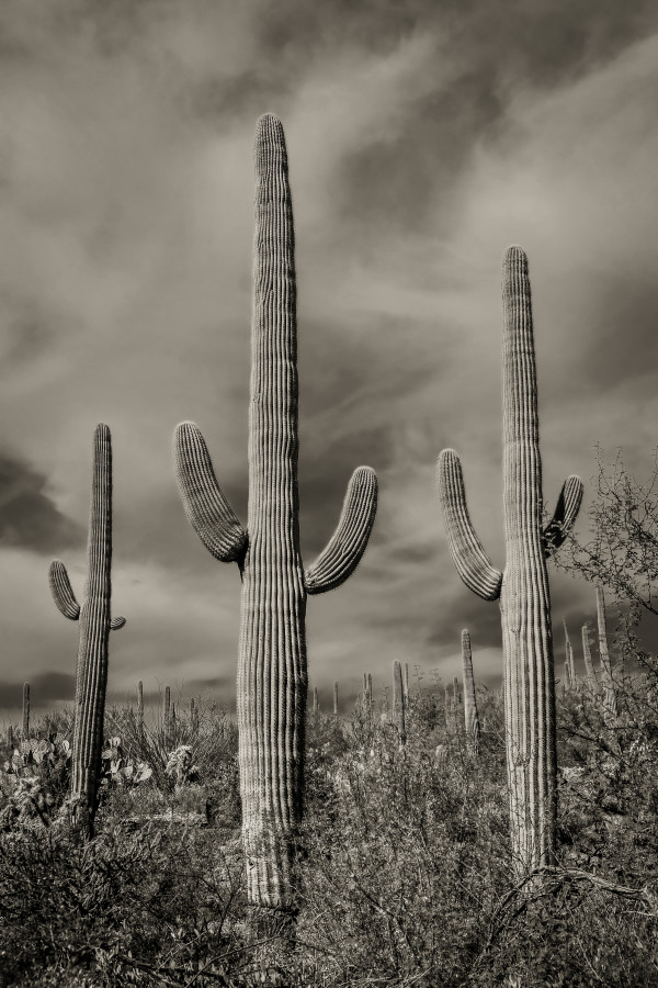 Sonoran desert