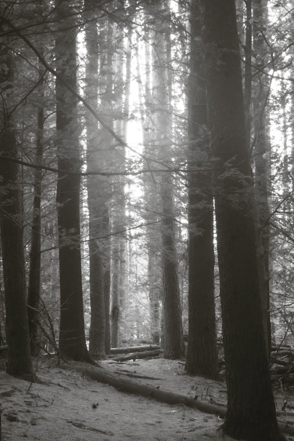 Cooper Lake hemlocks by Kelly Sinclair