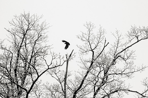 crow by Kelly Sinclair