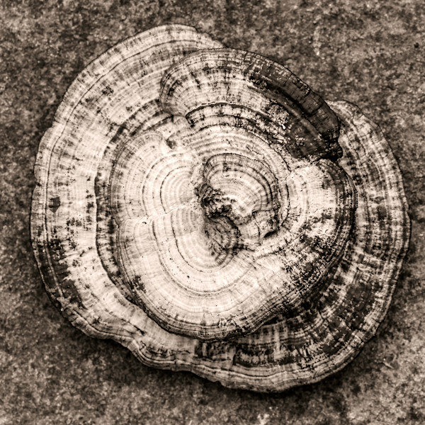 polypore by Kelly Sinclair