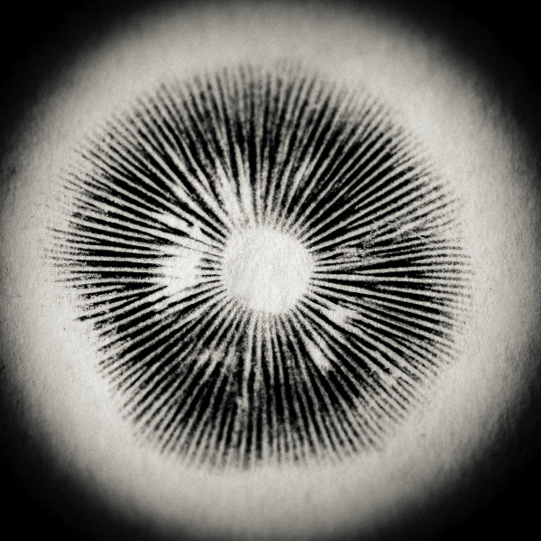 psilocybe by Kelly Sinclair