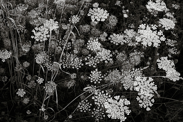 Queen Anne's Lace, September by Kelly Sinclair