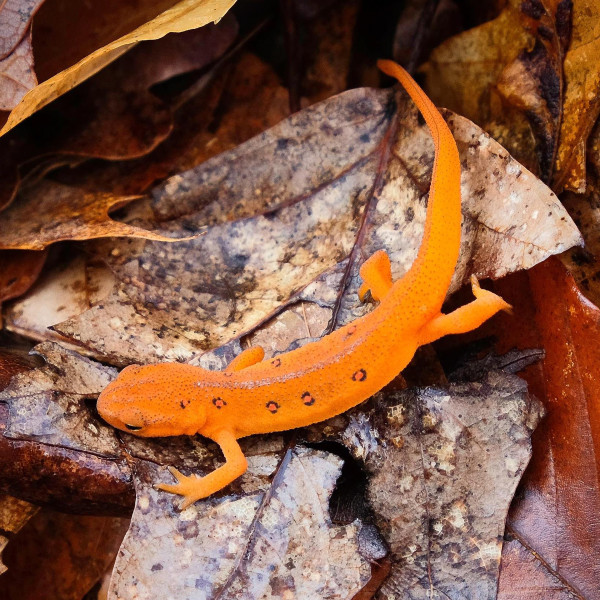 Red eft by Kelly Sinclair