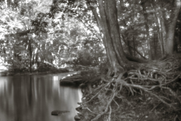 Little Deep roots by Kelly Sinclair