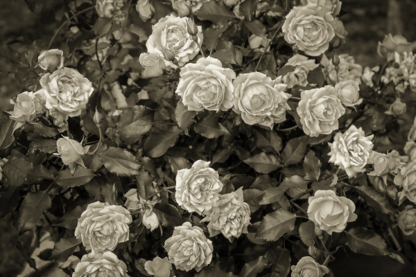 Vintage Roses by Kelly Sinclair