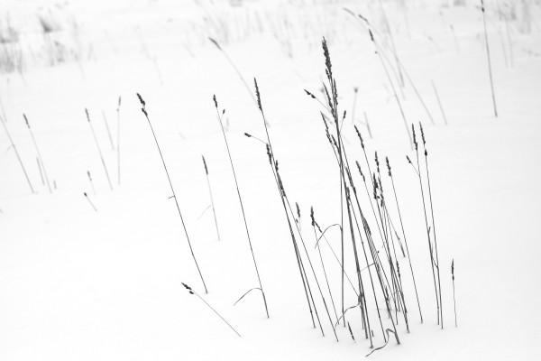 winter weeds by Kelly Sinclair