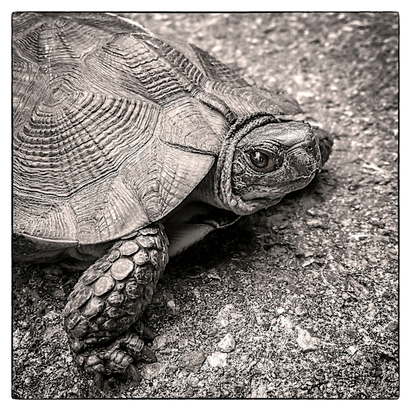 Wood Turtle by Kelly Sinclair