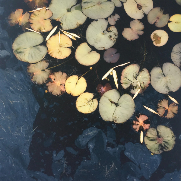 Lilies by Caroline Fraser