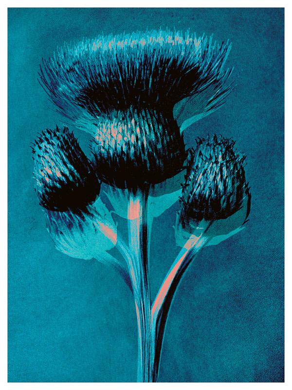 Plantstudie 5  50x37cm framed print 1 of 5 by caroline fraser