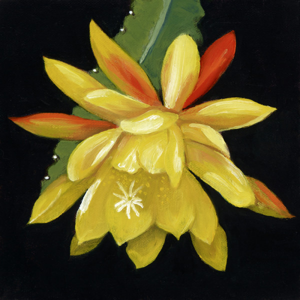 Cactus Flower by Roseann Munger