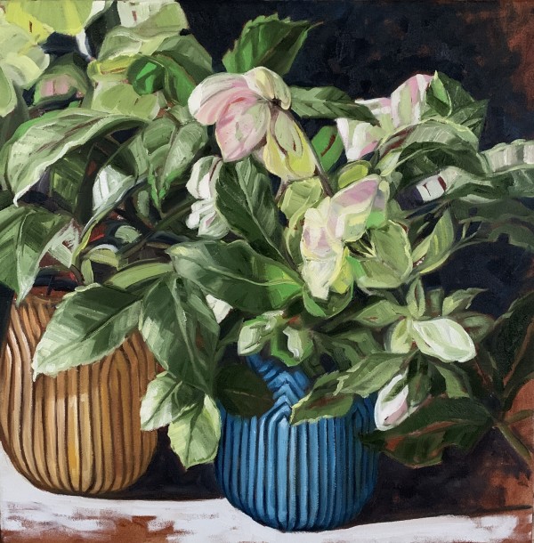 hellebore in shadow by Alicia Cornwell
