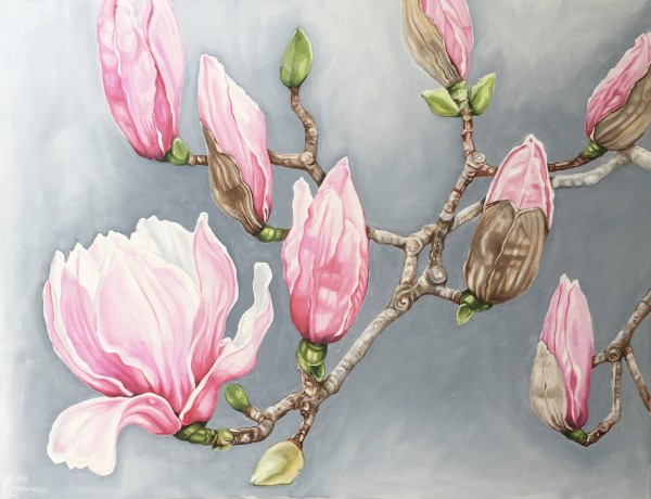 Pink Magnolias - Mt Dandenong Botanic Gardens by Alicia Cornwell