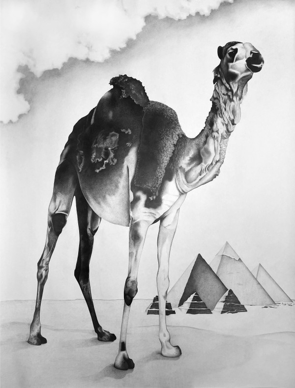 Camel by Gunnar Norquist