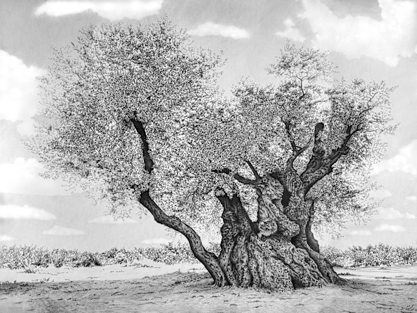 Olive Tree of Gethsemane by Gunnar Norquist, Image 1.