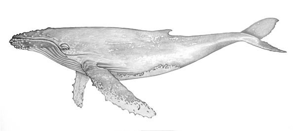 Humpback by Gunnar Norquist