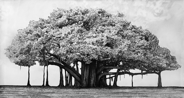 Banyan Tree by Gunnar Norquist