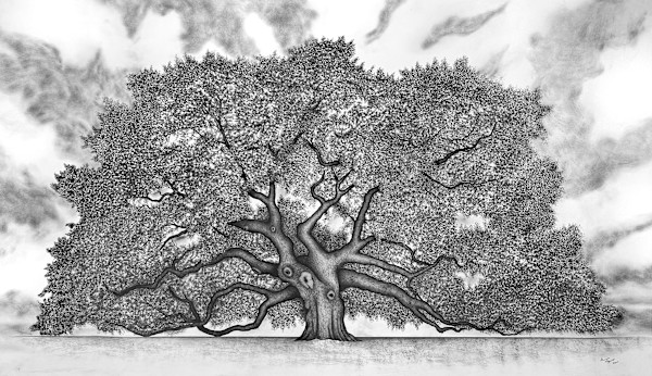 Angel Oak by Gunnar Norquist