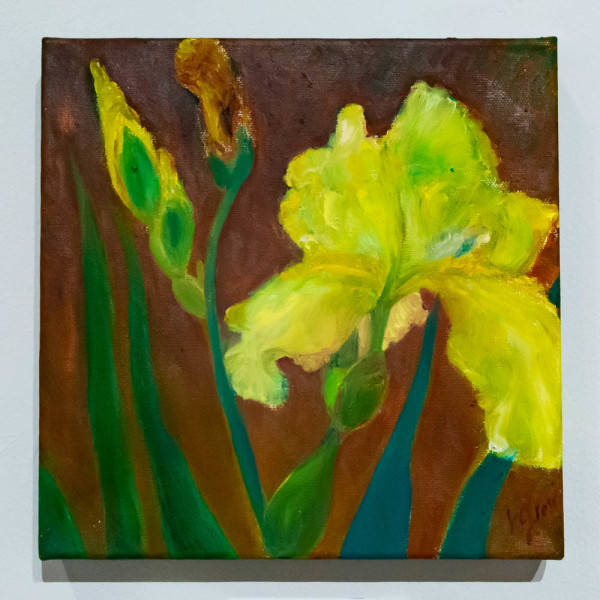 Yellow Iris by Veronica  Grossi