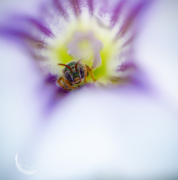 Bee Glorious by Amy Banton