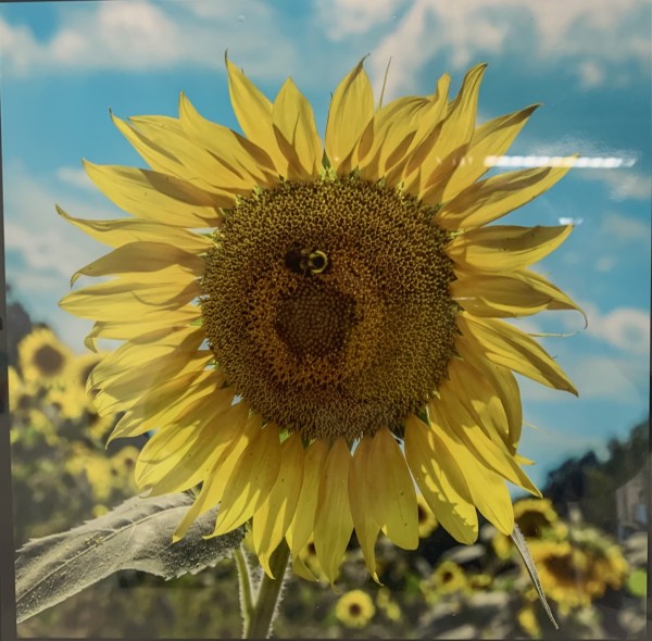 Sunflower 2 by David L. Cohen