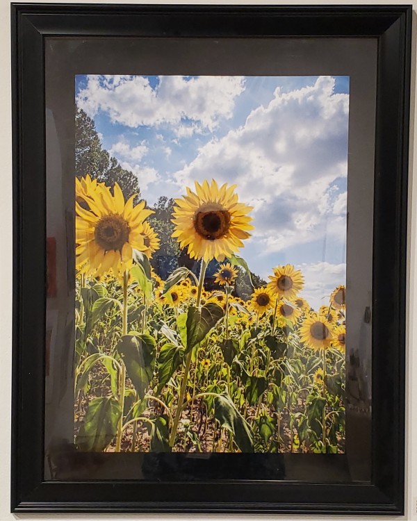Sunflower Field by David L. Cohen