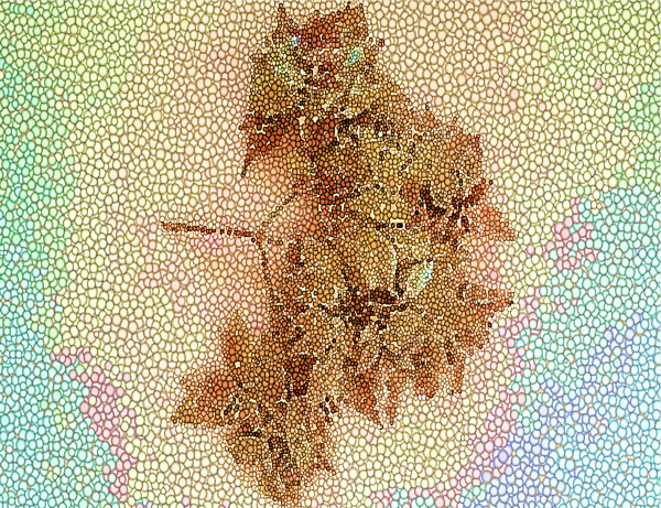 Leaves_Golden_Bougainvillea_s6ktst_14