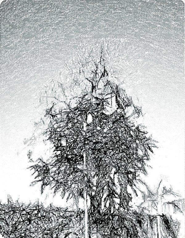 Trees_Poinciana_In_Silver_zhynl1_1