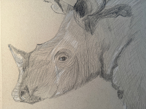 Rhino by Kathryn Reis, Image 1.