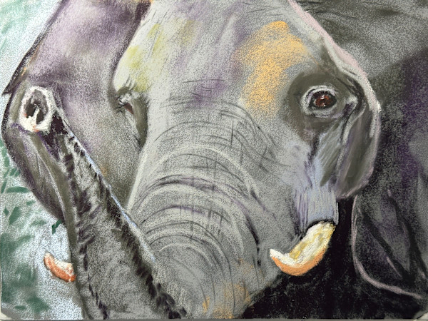 Elephant by Kathryn Reis