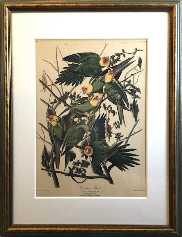 Carolina Parrot by John James Audubon, Image 10.