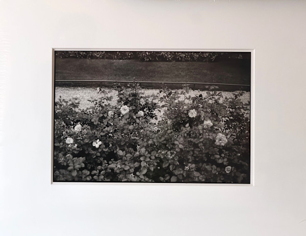 Untitled (Rose Garden) by Sally Cary Iselin