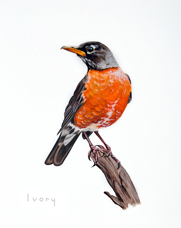 A Robin's Song by Ivory Keyes