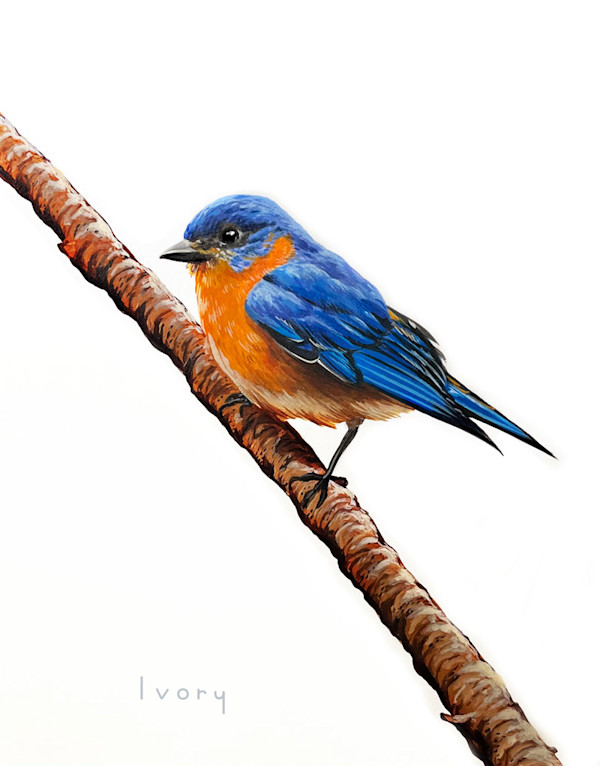Morning Bluebird by Ivory Keyes