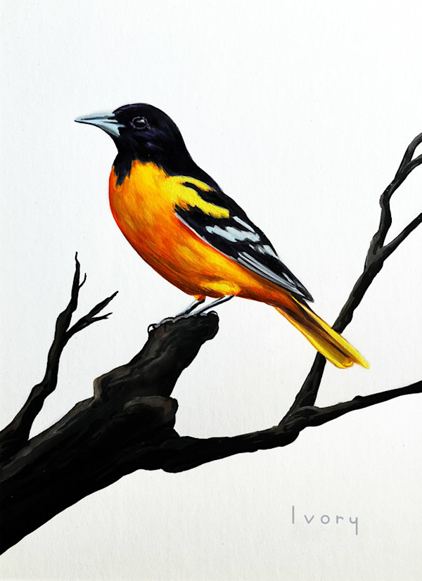 Baltimore Oriole by Ivory Keyes
