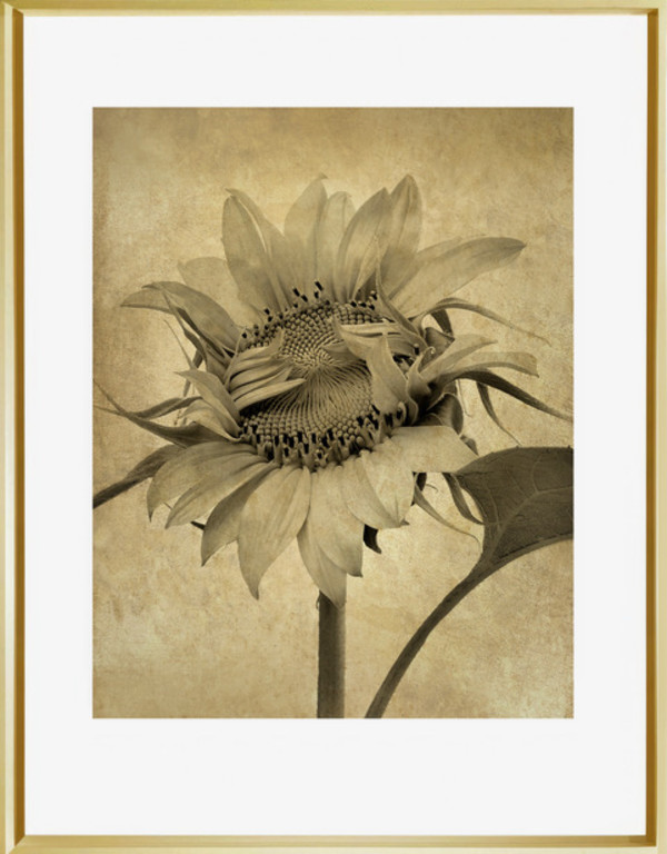 Sunflower 6/24 (opening) by Jon Burris